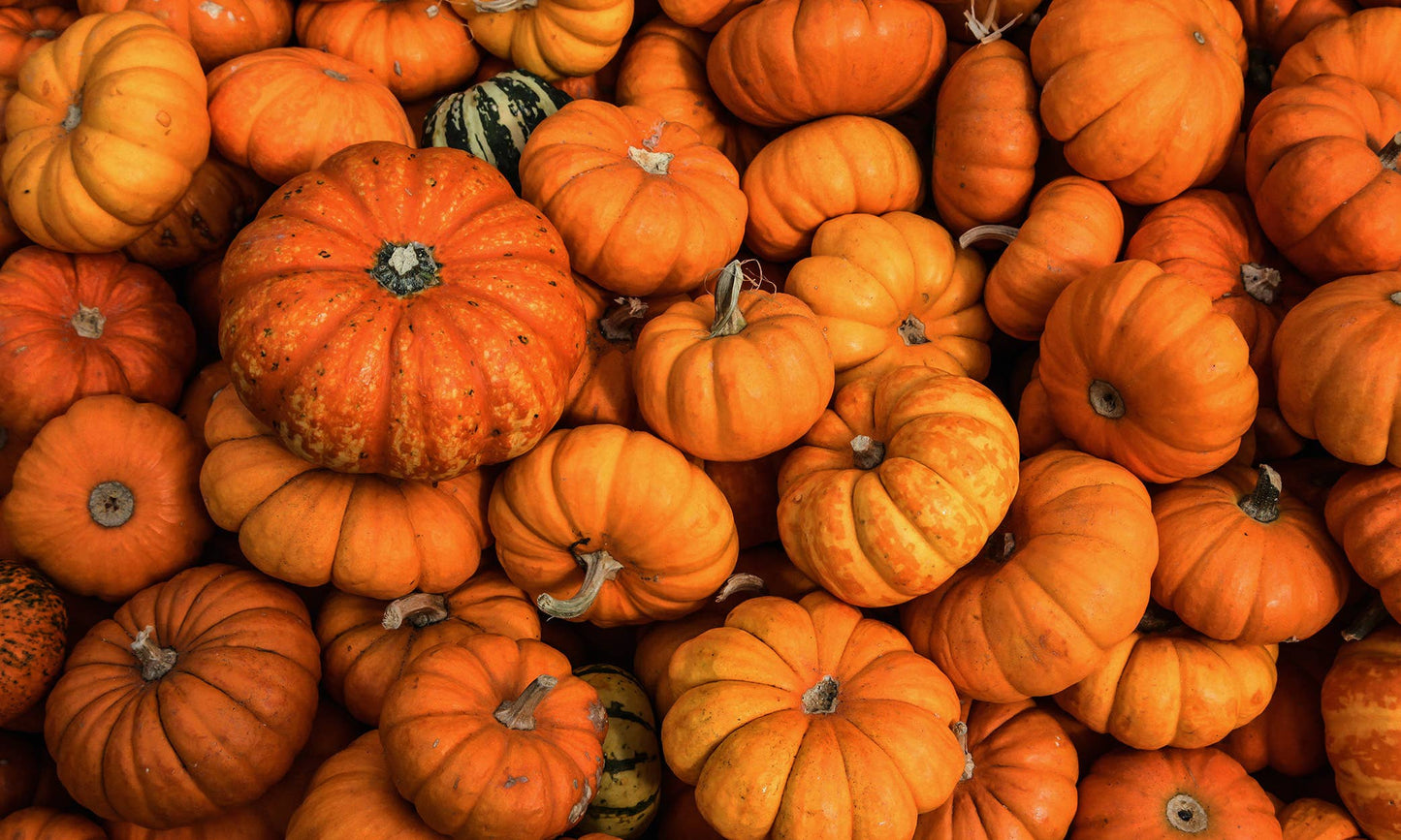14 oz Milkbottle Candle: Hey, Pumpkin!