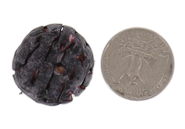 Freeze Dried Blueberries